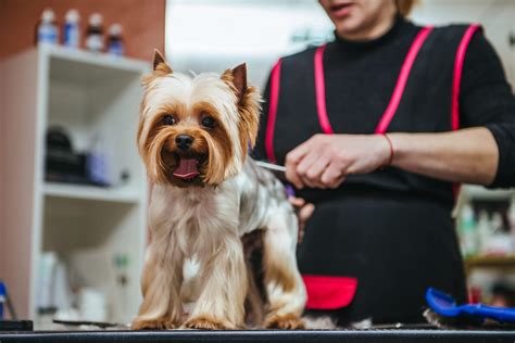 The barker shop - Do you want to contact The Barker Shop, the best place for your pet's grooming and care? Fill out the form on this page and we will get back to you as soon as possible. You can also call us at (708) 354-0400 or email us at info@thebarkershop.com. We look forward to hearing from you! 